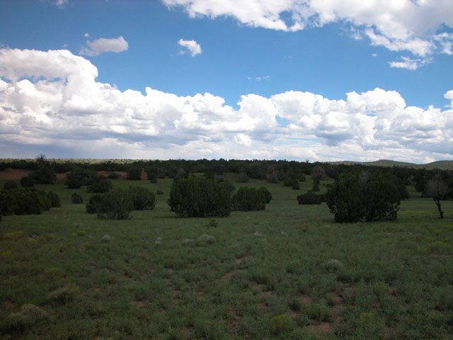 5 Acres of Wooded Arizona Land on the Colorado Plateau