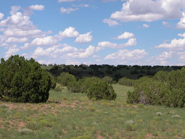 1.1 Acre Parcel in the White Mountains of Arizona
