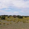 40 Acre N Arizona Juniper Covered Ranch near Interstate