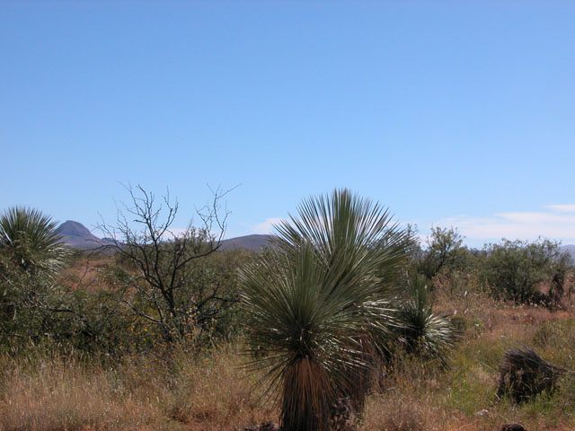 25 Acre S. Arizona Ranch Land in the San Simon Valley