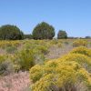 4.63 Acre Wooded Arizona Parcel on the Colorado Plateau