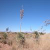 Great Southen Arizona Land Investment Cash Sale No Snow