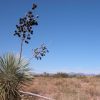.5 Acs of S. Arizona Investment Land near Sunsites