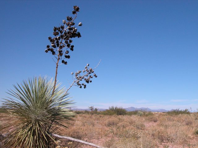 Great Southen Arizona Land Investment Cash Sale No Snow