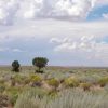 1 Ac of N. Arizona Investment Property near Chambers