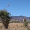 Great Southen Arizona Land Investment Cash Sale No Snow