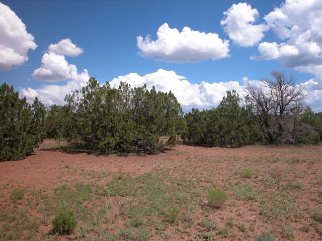 1.33 Acre Parcel in the White Mountains of Arizona