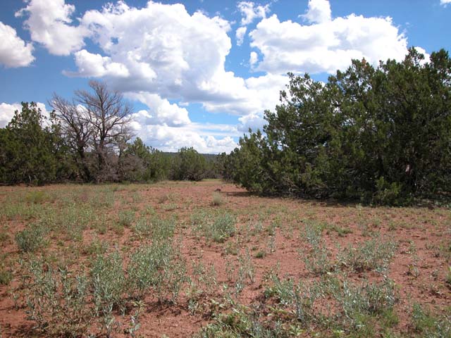 1.06 Acre Parcel in the White Mountains of Arizona