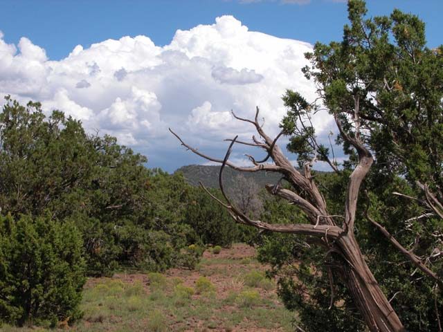 36.97 Acre Ranch in the White Mountains of Arizona