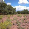 1.01 Acre Parcel in the White Mountains of Arizona
