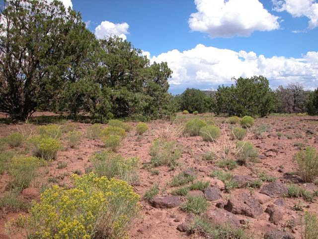 1.01 Acre Parcel in the White Mountains of Arizona