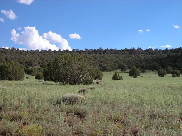 1.11 Acre Parcel in the White Mountains of Arizona