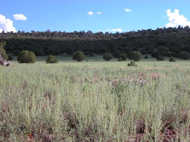 1.95 Acre Parcel in the White Mountains of Arizona