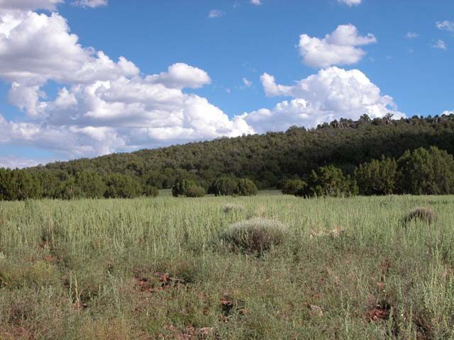 1.78 Acre Parcel in the White Mountains of Arizona