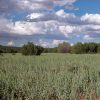 1.11 Acre Parcel in the White Mountains of Arizona