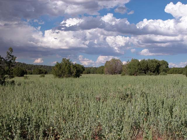 1.11 Acre Parcel in the White Mountains of Arizona