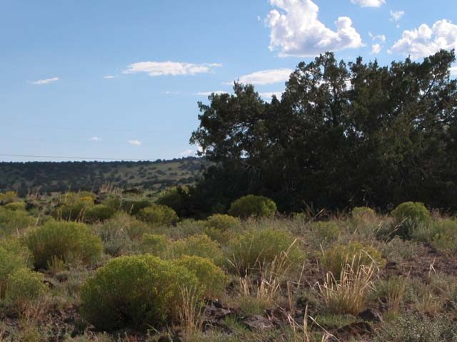 1.13 Acre Parcel in the White Mountains of Arizona