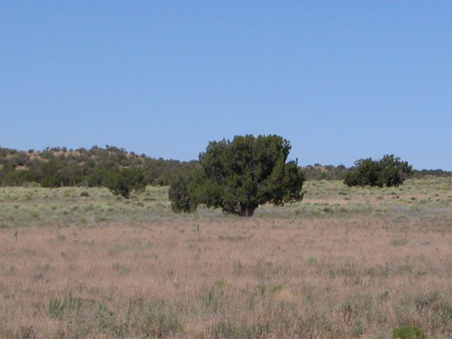 40 Acre Ranch on the Colorado Plateau Arizona