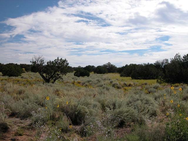 40 Acre Arizona Ranch in Apache County Near Navajo