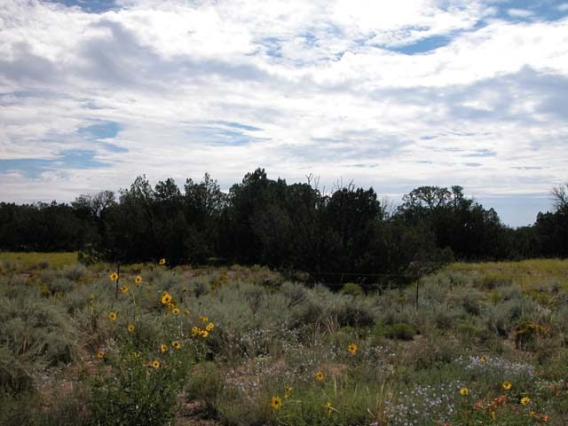 1 Acre Arizona Parcel on the Colorado Plateau Junipers