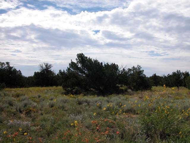 40 Acre Arizona Ranch in Apache County Near St. Johns