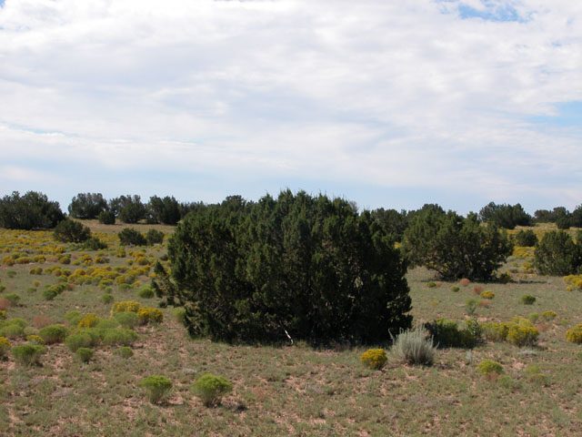 1.2 Acre Arizona Parcel on the Colorado Plateau