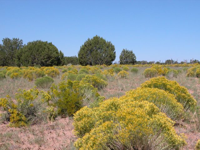 4.66 Acre Parcel on the Colorado Plateau Arizona
