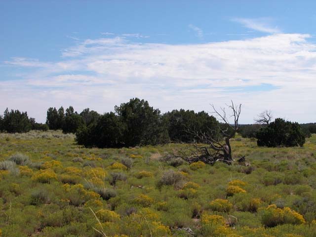 4.89 Acre Parcel on the Colorado Plateau