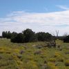 40 Acre Arizona Ranch on the Colorado Plateau