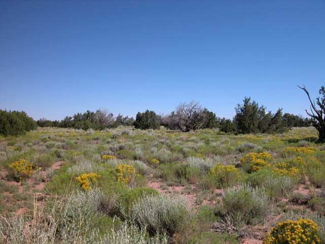 4.5 Acre Arizona Parcel on the Colorado Plateau