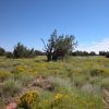 40 Acre Arizona Ranch on the Colorado Plateau