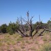 5 Acre Arizona Parcel on the Colorado Plateau
