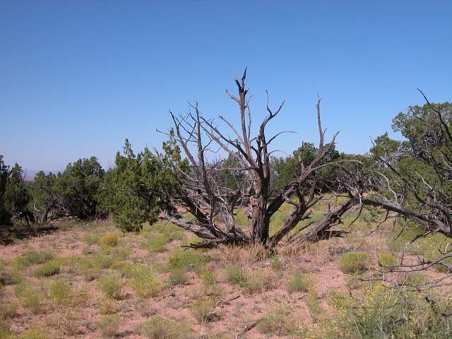 5 Acre Arizona Parcel on the Colorado Plateau