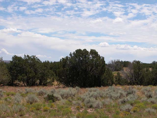 36.64 Acre Arizona Ranch on the Colorado Plateau