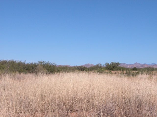 .81 Acre Arizona Parcel near Sonora Mexico