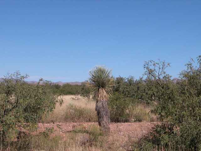 1.53 Acre Arizona Parcel near the Mule Mountains