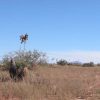 Great Southen Arizona Land Investment Cash Sale No Snow